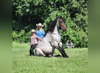 Percheron, Hongre, 6 Ans, 163 cm, Rouan Bleu