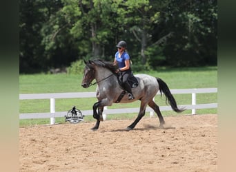 Percheron, Hongre, 6 Ans, 163 cm, Rouan Bleu