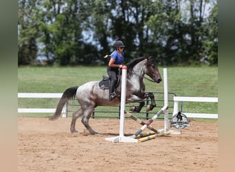 Percheron, Hongre, 6 Ans, 163 cm, Rouan Bleu