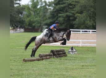 Percheron, Hongre, 6 Ans, 163 cm, Rouan Bleu
