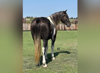 Percheron, Hongre, 6 Ans, 163 cm, Tobiano-toutes couleurs
