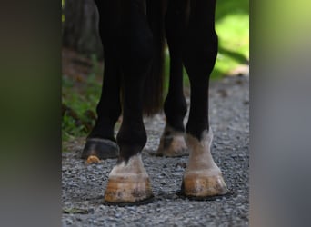 Percheron Croisé, Hongre, 6 Ans, 165 cm, Bai brun