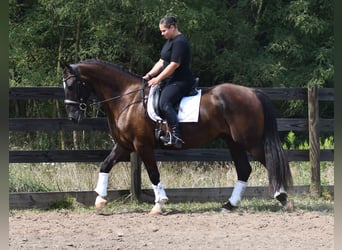 Percheron Croisé, Hongre, 6 Ans, 165 cm, Bai brun