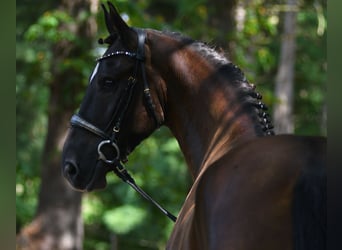 Percheron Croisé, Hongre, 6 Ans, 165 cm, Bai brun