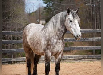 Percheron Croisé, Hongre, 6 Ans, 165 cm, Gris