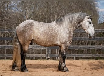 Percheron Croisé, Hongre, 6 Ans, 165 cm, Gris