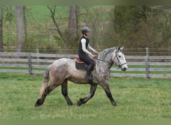 Percheron Croisé, Hongre, 6 Ans, 165 cm, Gris