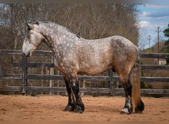 Percheron Croisé, Hongre, 6 Ans, 165 cm, Gris