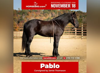 Percheron Croisé, Hongre, 6 Ans, 165 cm, Noir