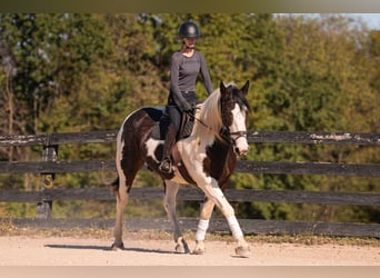 Percheron Croisé, Hongre, 6 Ans, 168 cm, Pinto