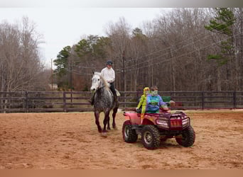 Percheron Croisé, Hongre, 6 Ans, 170 cm, Gris