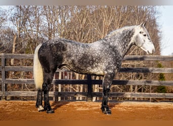 Percheron Croisé, Hongre, 6 Ans, 170 cm, Gris