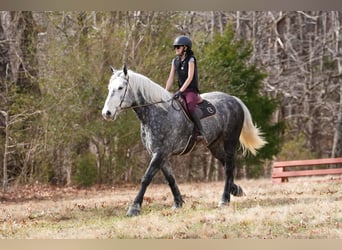 Percheron Croisé, Hongre, 6 Ans, 170 cm, Gris