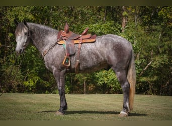 Percheron, Hongre, 6 Ans, 170 cm, Gris pommelé