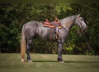 Percheron, Hongre, 6 Ans, 170 cm, Gris pommelé