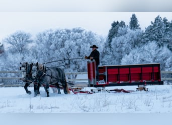 Percheron, Hongre, 6 Ans, 173 cm, Gris