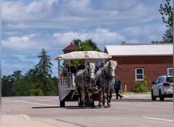 Percheron, Hongre, 6 Ans, 173 cm, Gris