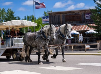 Percheron, Hongre, 6 Ans, 173 cm, Gris
