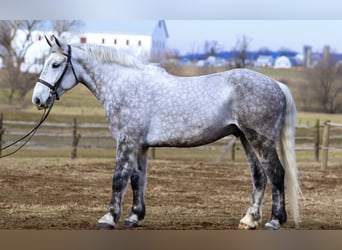 Percheron Croisé, Hongre, 6 Ans, 173 cm, Gris