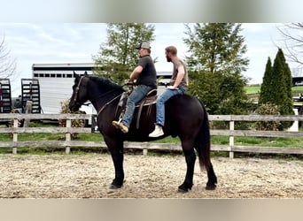 Percheron, Hongre, 6 Ans, 173 cm, Noir