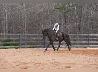 Percheron Croisé, Hongre, 6 Ans, 173 cm, Noir