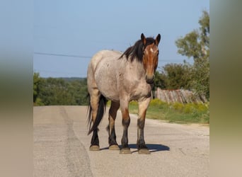 Percheron, Hongre, 6 Ans, 173 cm, Roan-Bay