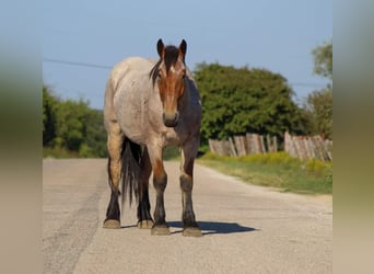 Percheron, Hongre, 6 Ans, 173 cm, Roan-Bay