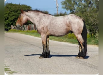Percheron, Hongre, 6 Ans, 173 cm, Roan-Bay