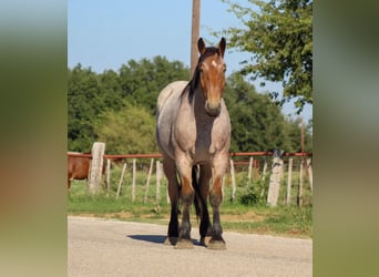 Percheron, Hongre, 6 Ans, 173 cm, Roan-Bay