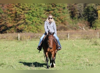 Percheron Croisé, Hongre, 6 Ans, Bai cerise