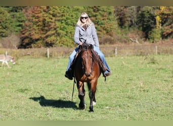 Percheron Croisé, Hongre, 6 Ans, Bai cerise