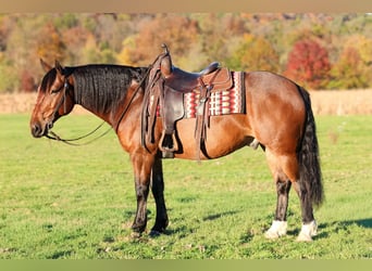 Percheron Croisé, Hongre, 6 Ans, Bai cerise