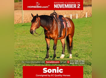 Percheron Croisé, Hongre, 6 Ans, Bai cerise