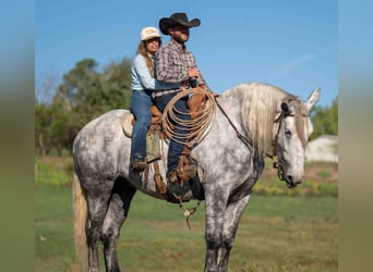 Percheron Croisé, Hongre, 6 Ans, Gris pommelé