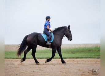 Percheron, Hongre, 6 Ans, Noir