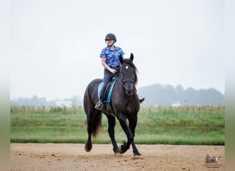 Percheron, Hongre, 6 Ans, Noir