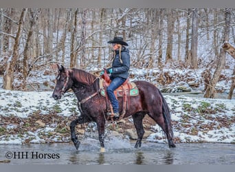 Percheron, Hongre, 7 Ans, 155 cm, Noir