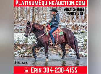 Percheron, Hongre, 7 Ans, 155 cm, Noir