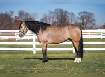 Percheron Croisé, Hongre, 7 Ans, 160 cm, Buckskin
