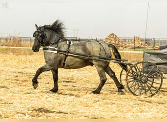 Percheron, Hongre, 7 Ans, 163 cm, Rouan Bleu