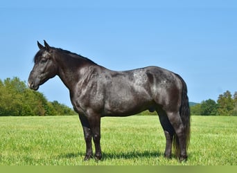 Percheron Croisé, Hongre, 7 Ans, 163 cm, Rouan Bleu