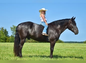 Percheron Croisé, Hongre, 7 Ans, 163 cm, Rouan Bleu