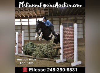 Percheron, Hongre, 7 Ans, 165 cm, Tobiano-toutes couleurs