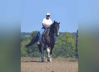 Percheron, Hongre, 7 Ans, 168 cm, Tobiano-toutes couleurs