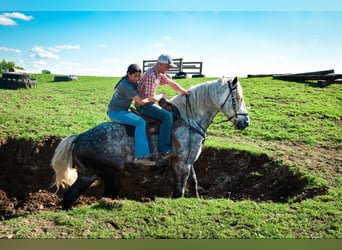 Percheron, Hongre, 7 Ans, 170 cm, Gris pommelé