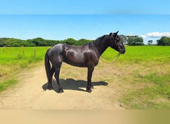 Percheron, Hongre, 7 Ans, 170 cm, Rouan Bleu