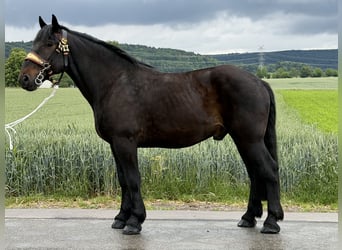 Percheron Croisé, Hongre, 7 Ans, 173 cm, Bai brun