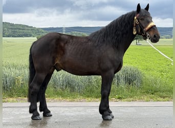 Percheron Croisé, Hongre, 7 Ans, 173 cm, Bai brun