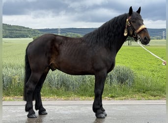 Percheron Croisé, Hongre, 7 Ans, 173 cm, Bai brun
