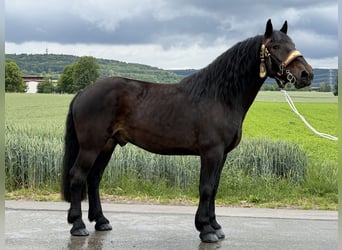 Percheron Croisé, Hongre, 7 Ans, 173 cm, Bai brun